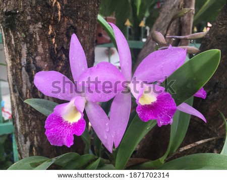 Purple orchids in Thailand are very beautiful.