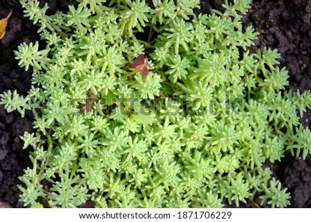 Garden ground cover shrub. Background from small green leaves. Natural headpiece made of carved leaves. Back picture for writing text.