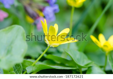 colorful flowers on green background