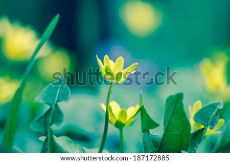 detail of yellow king cup flowers on green background