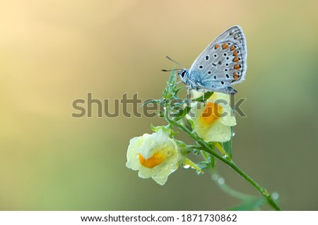 Polyommatus icarus - diurnal butterfly on the forest flower in the dew in the first rays of the sun Royalty-Free Stock Photo #1871730862