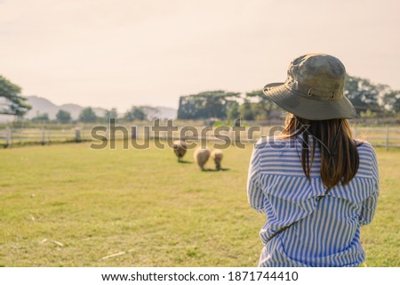 Back side of Female farmer working and looking on Sheep farm.,Agriculture mature female farmer standing against Sheep in stable or farm countryside.