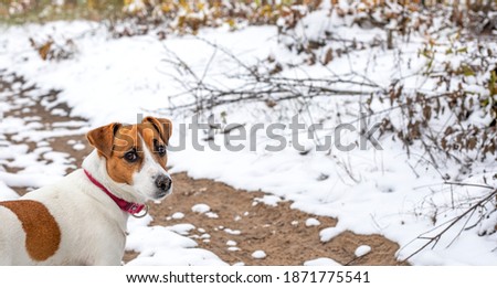 jack russell terrier listening on the hunt in the winter forest, vertical
