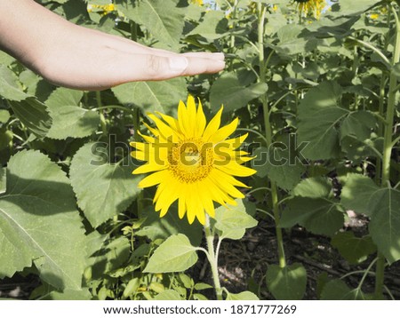 Sunflowers are grown for the use of seeds for consumption and sold as economic flowers.