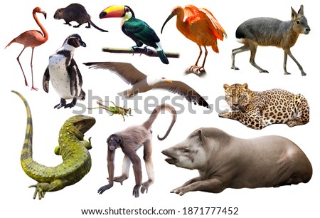 Set of spectacled caiman, tapir and other animals of South America over white background