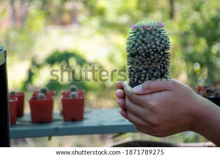 Beautiful Cactus, Holds Ready-To-Use Cactus, Or Preservation, Use The Cactus Pictures Use The Background Image