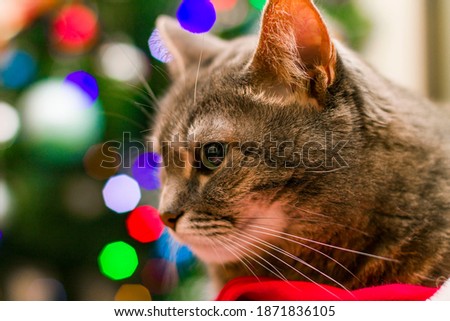 portrait of a beautiful gray cat against the background of a christmas tree with lights and a santa claus hat