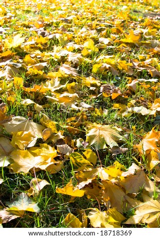 Fallen maple leaves lay on a lawn