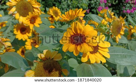 sunflower in the garden.Beautiful photo of sunflowers. Natural background.Background blur.yellow flower.Greeting card illustration. Nature background photo.