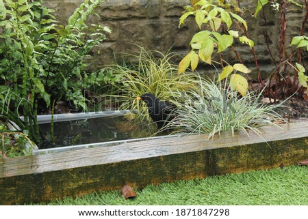 Male blackbird bathing in a tiny container garden pond