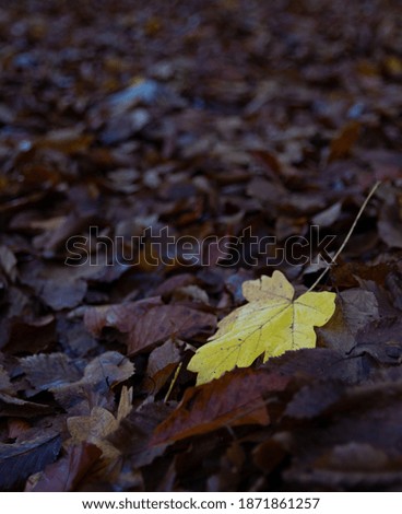 A selective focus shot of a yellow leaf on dried autumn leaves