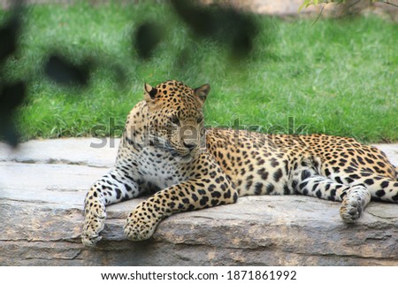 BIOPARK VALENCIA, SPAIN - APR 23, 2019: Panther resting after eating. She sports a light and bright coat