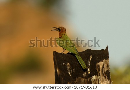 A closeup photo of a White fronted bee eater perched on a burnt stump in the Kruger National Park, South Africa