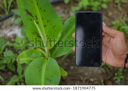 Taking photo in smart phone at banana field