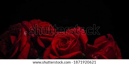 Closeup view of Red roses isolated on a black background