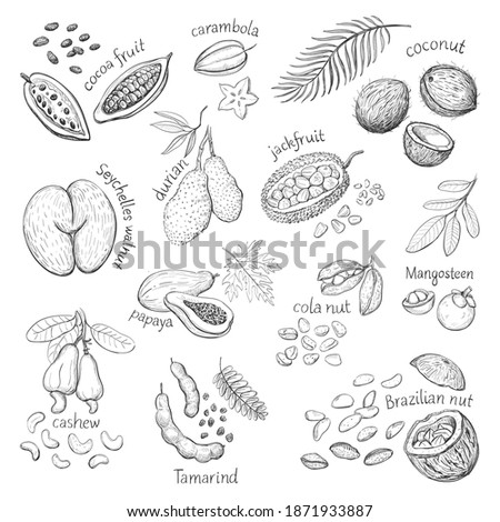 Exotic nuts and fruits with names. Collection of hand drawings Royalty-Free Stock Photo #1871933887