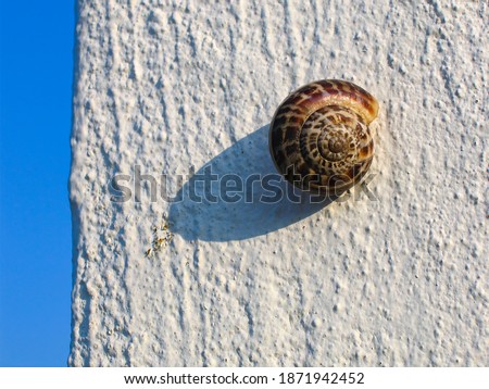 Greek land snail, snail shell