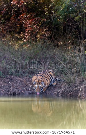 Panthera Tigris in its natural habitat at a Waterhole in a Tiger Reserve in India