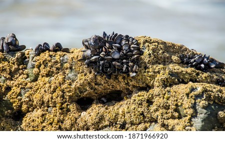 Natural black mussels growing on a rock by  Tintagel Cornwall