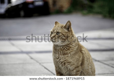 Feline mammal animal abandoned on a street in Spain
