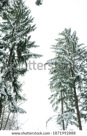 Snow covered trees and tree trunks forest landscape early December Switzerland.