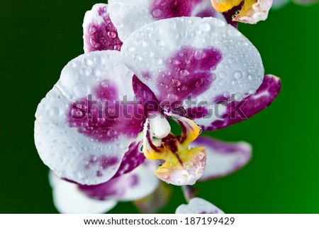 branch of orchid on  green background , (phalaenopsis)