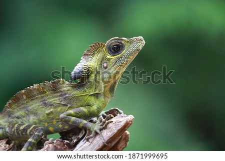 angle head lizard on the branch