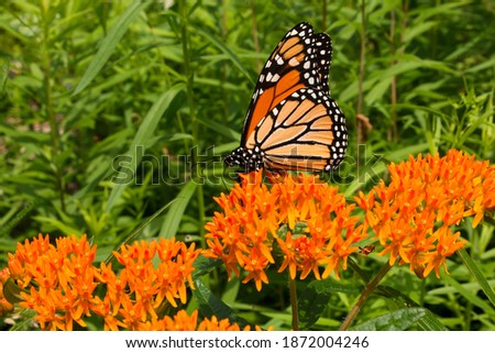 Monarch butterfly feeding on orange butterfly weed wildflowers in perennial garden