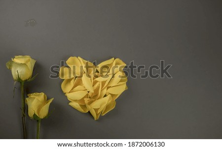 Beautiful Yellow Roses. Happy Valentines Day 