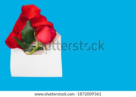 Red rose in a white envelope on a blue background. Gift for March 8 and Valentine's day. A letter with a flower.