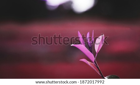 colorful leave on dark tropical with nature background. Soft focus. Copy space for text.