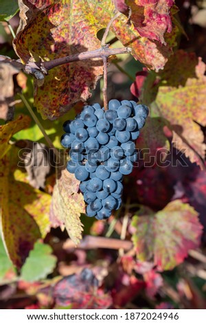 Colorful leaves and ripe black grapes on terraced vineyards of Douro river valley near Pinhao in autumn, Portugal, close up
