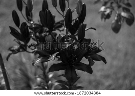 Blurred abstract black and white photo of flowers in a garden in october