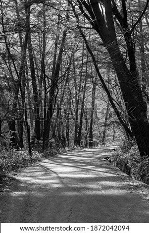 Black and white photo of a walkway where trees grow well on both sides