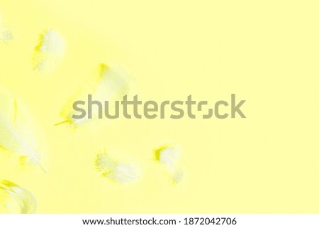 Colorful pattern made of feathers. MInimal natural flat lay top view on yellow background