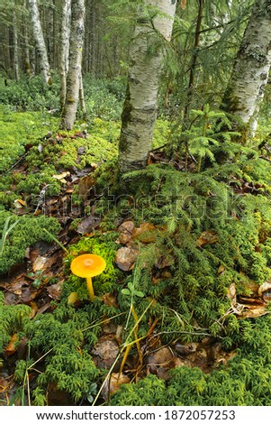 Beautiful orange mushroom toadstool in the northern forest. The beauty of nature in all forms.