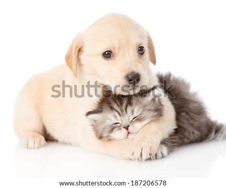golden retriever puppy dog hugging british cat. isolated on white background