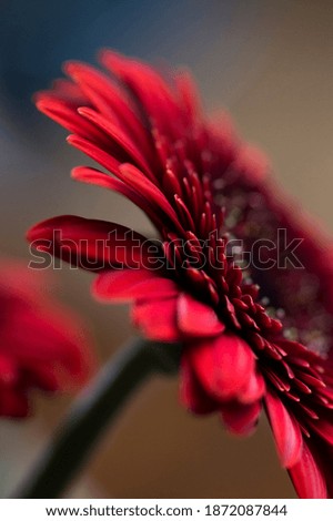 Close up picture of a Red Gerbera flower in bloom
