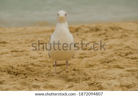 Portrait picture of seagull staring at the photographer on the beach in St Ives, Cornwall