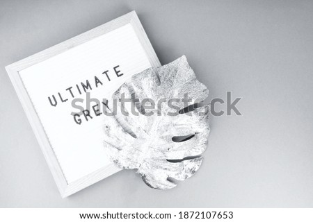 tropical Monstera leaf toned in trendy ultimate grey. Exotic botanical nature. Color of year 2021. Selective focus