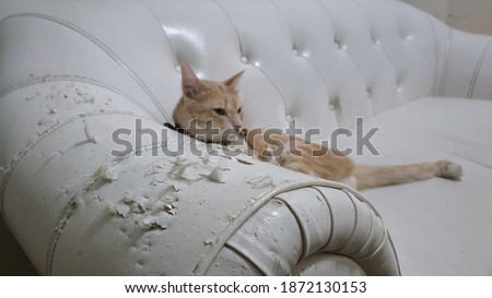 Close up at cat scratched damaged white leather sofa with blurred cat lying on sofa. Royalty-Free Stock Photo #1872130153
