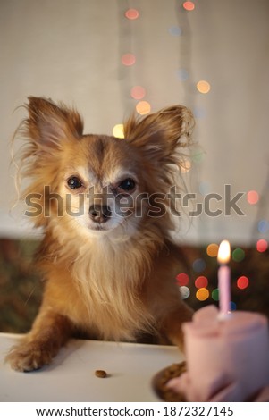 Funny brown chihuahua dog and meat cake with burning candle pet birthday