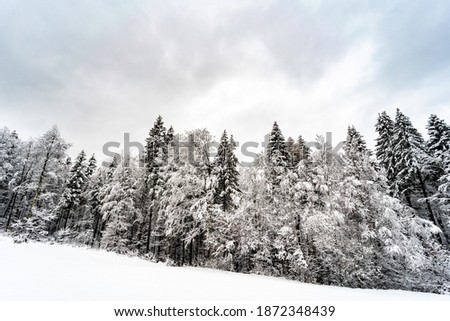Wood during winter season covered by white snow