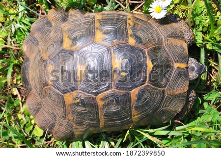 Cute turtle roaming freely in the grass in a wildlife and natural habitat