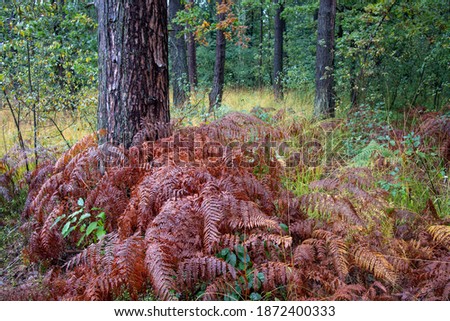 Forest in autumn. Pine trunk and ferns