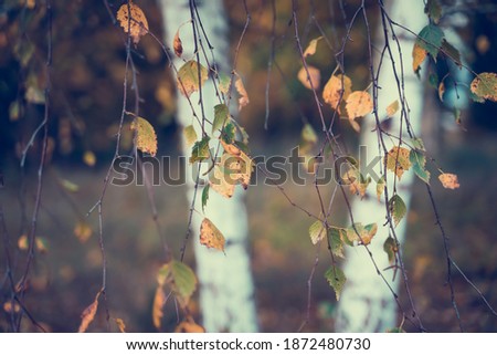birch grove with trees with few yellow leaves