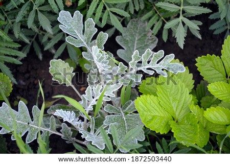 Cineraria. Background from green leaves. Garden shrub. Natural headpiece made of carved leaves. Back picture for writing text.