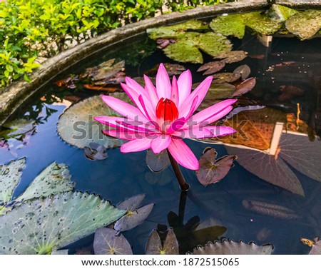 the lotus flower is regarded as a symbol of purity, faithfulness and spiritual awakening
