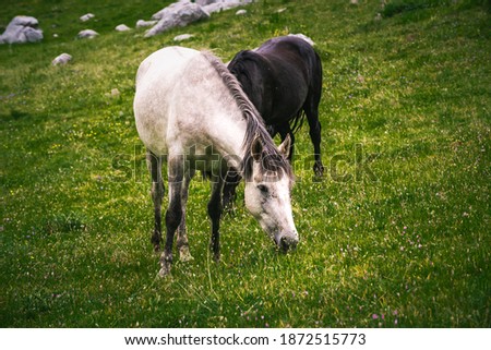 Mount Giona, wild horses on  the Highest Mountain of Southern Greece, panoramic view of mountain