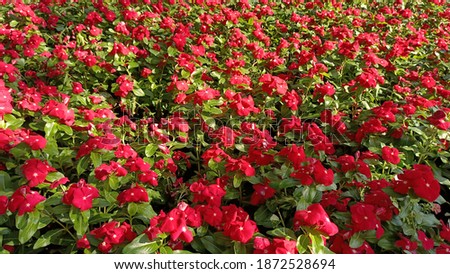 Red flower, Catharanthus roseus red, (vinca multiflora) blooming in the garden. Background image.flower greeting card illustration.